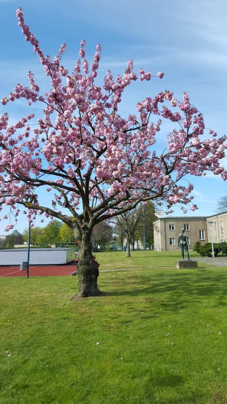 04/2017 Blick aus dem Dojo: Kirschbluete im Dynamo Sportforum Hohenschönhausen.