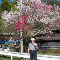 Auf dem Weg nach TSUMAGO: Kirschblüten Tricolor