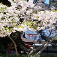 Frühling auf MIYAJIMA
